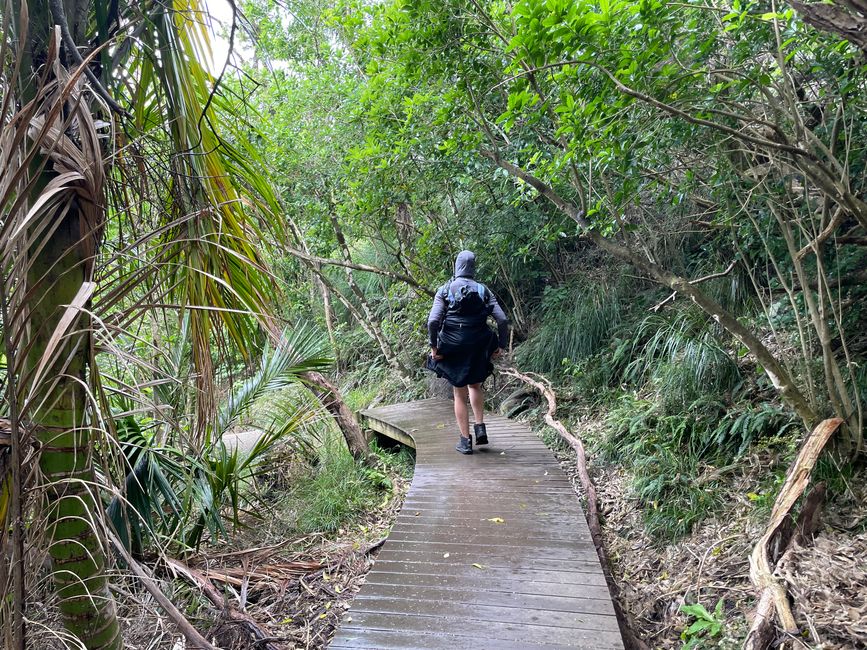 Omanawanui Track - stranded in Auckland