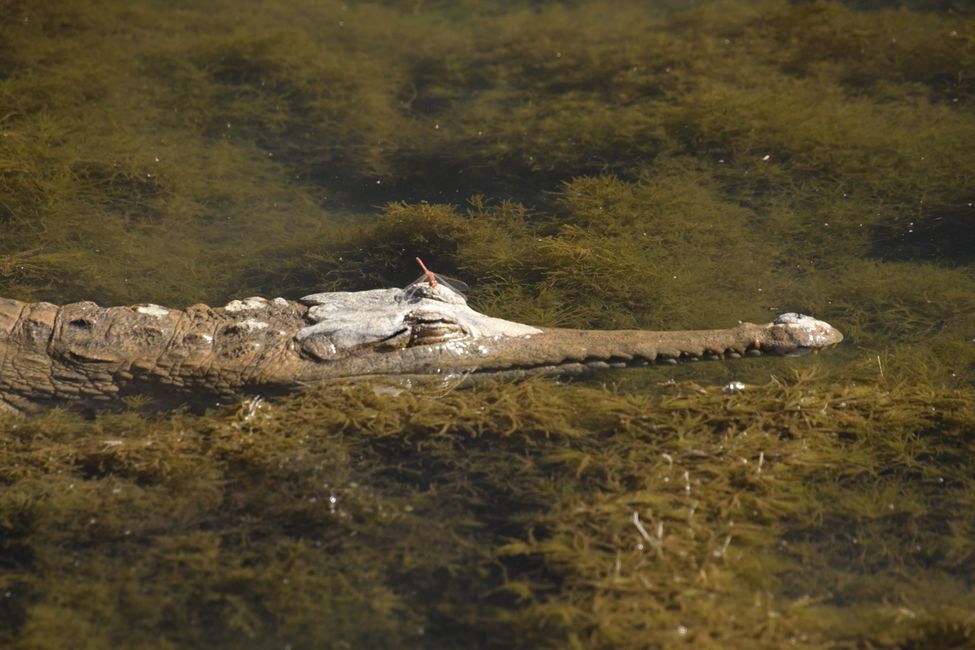 Freshwater Crocodiles