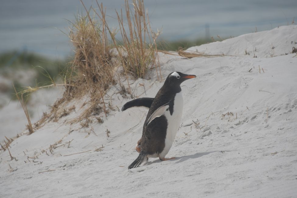 Manchot de Gentoo / Gentoo penguin