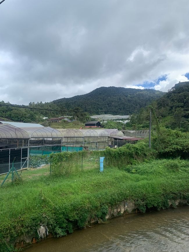 Cameron Highlands