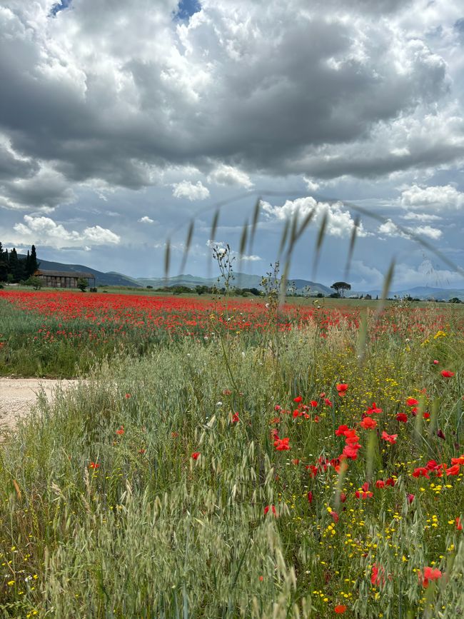 Die Himmel über dem leuchtenden Mohn treibt mich zur Eile an