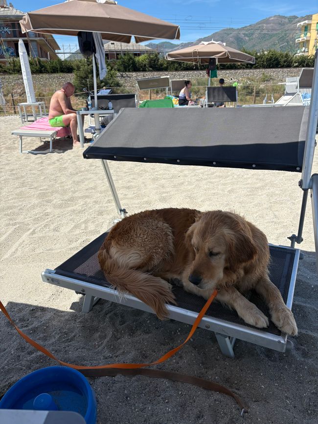 Wer hat die Hunde rausgelassen?