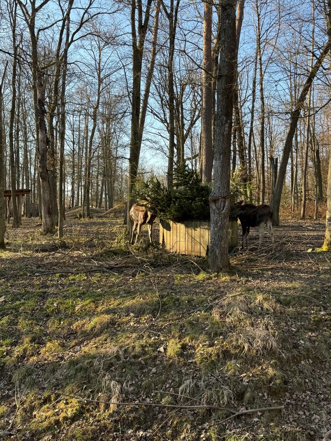 📍Wildpark, Bad Mergentheim/ 📍Wildlife Park, Bad Mergentheim