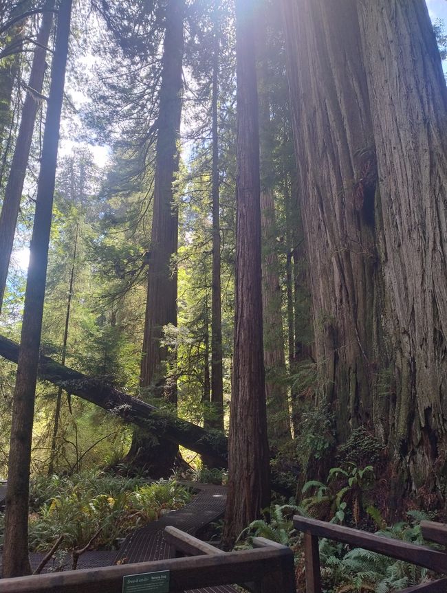 USA West Coast Roadtrip - Tag 6