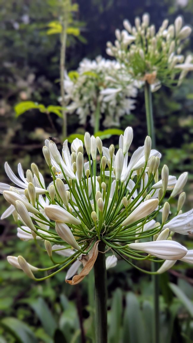 Tag 8: Wandern entlang der Levada do Moinho & Levada Nova