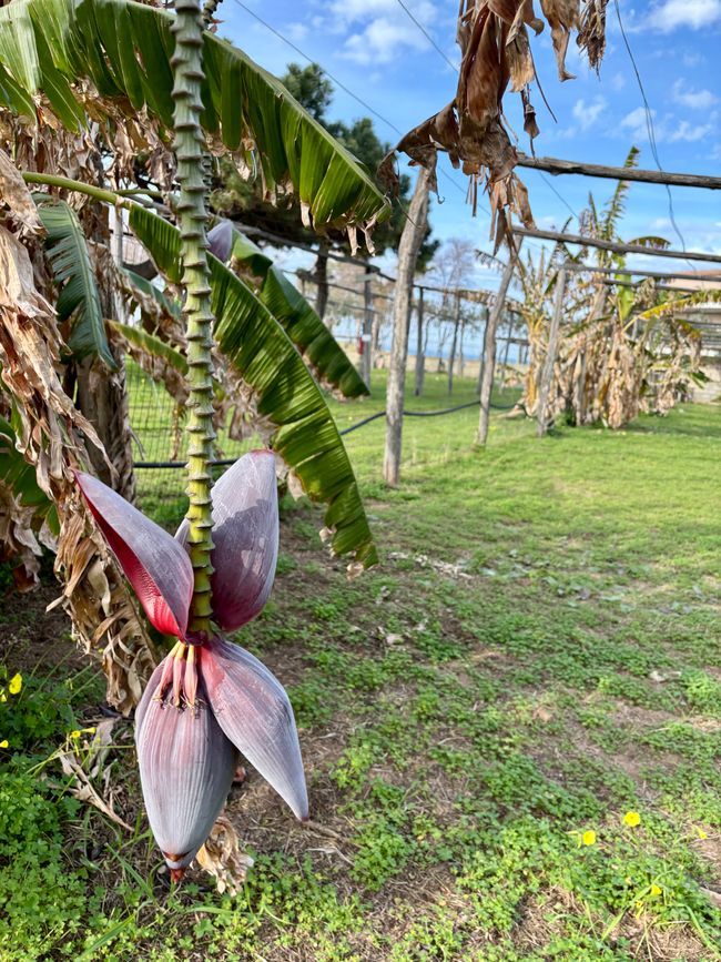 Scopro persino un fiore di banana