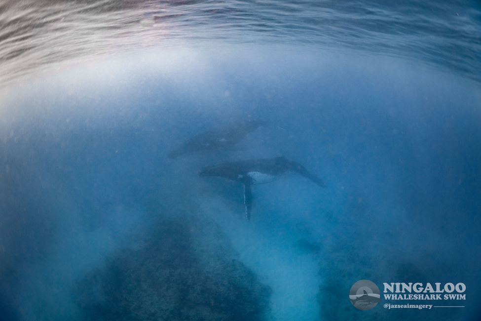 Snorkeling with Humpback Whales / Humpback whale swim