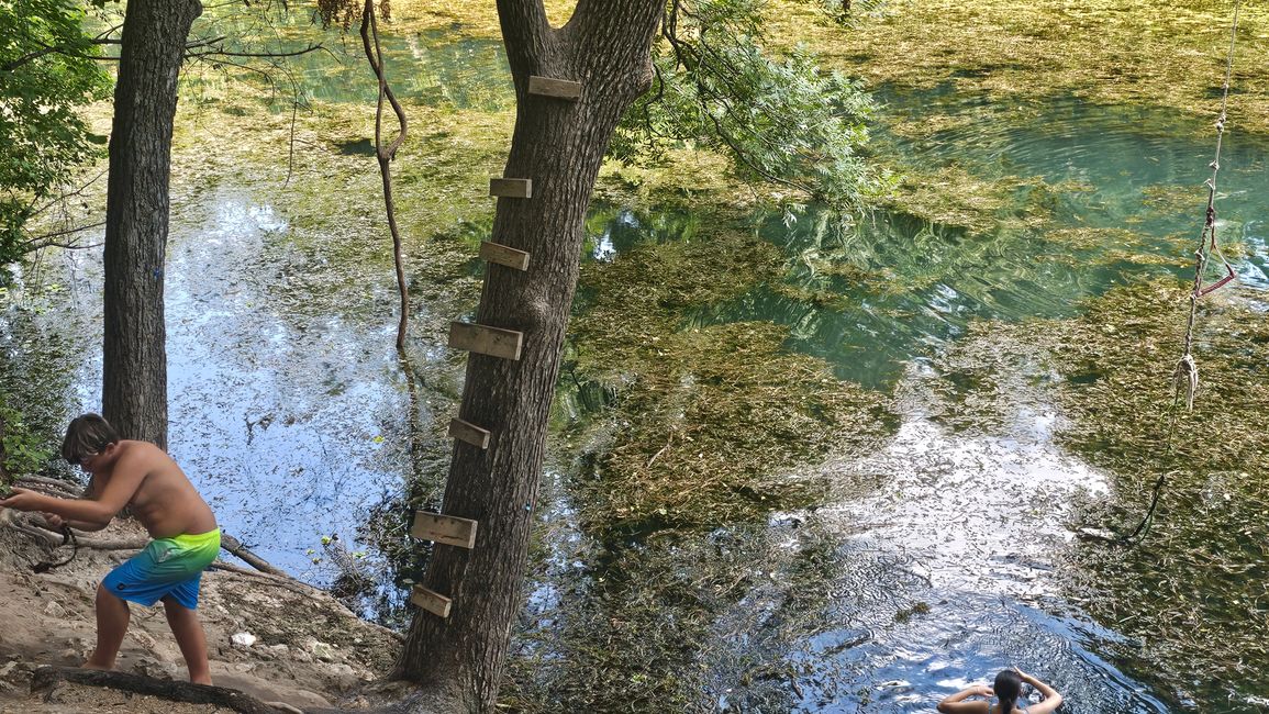 Baum 