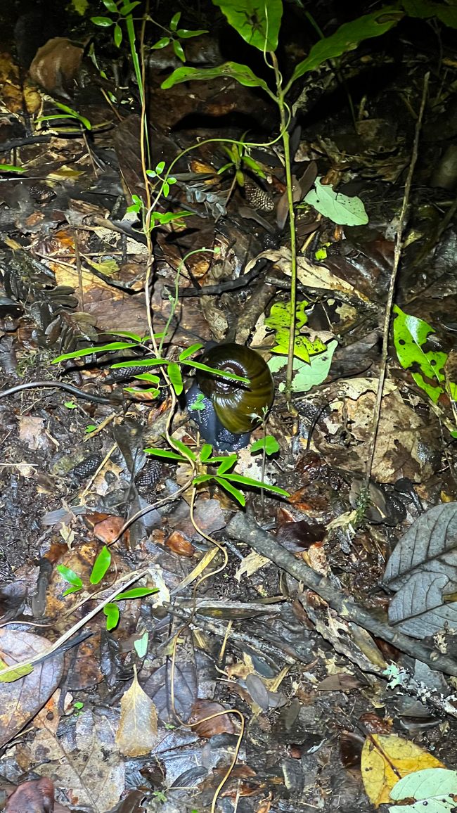 Eine Kauri-Schnecke, das Gehäuse ist fast handflächengroß