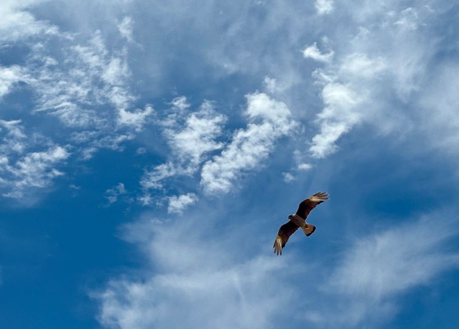 Punta Tombo: also many flying birds are around