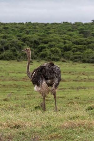 Addo Nationalpark