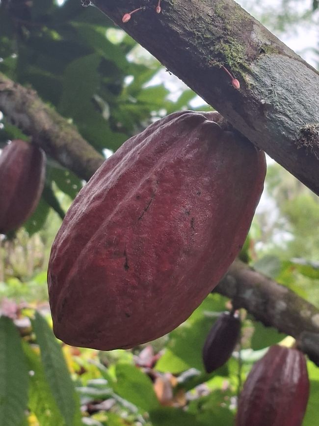 Semaine 2 : La nature te poursuivra