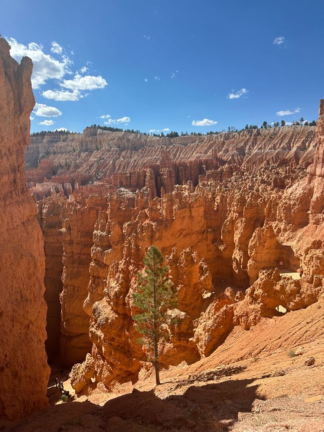 Canyon Land:Zion and  Bryce Canyon❤️