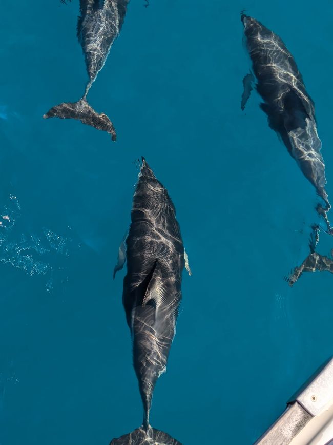 Delfin-Balett vor der South Bay in Kaikoura