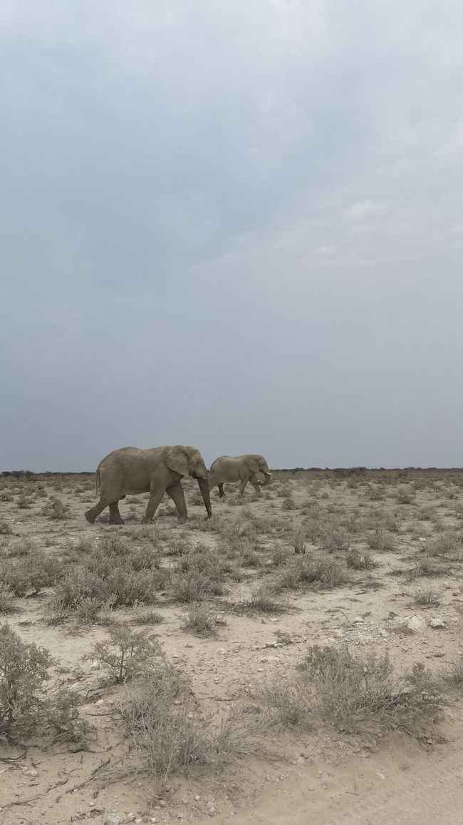 Ethosa Nationalpark 🐘🦒