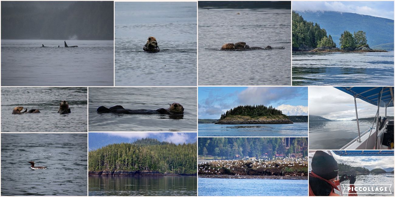 Tag 12: Alder Bay / Whale Watching