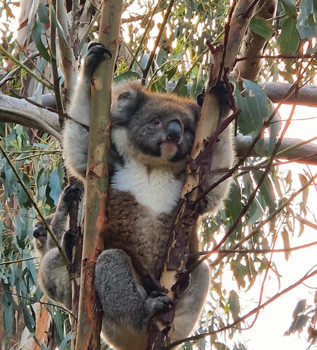 On Kangaroo Island