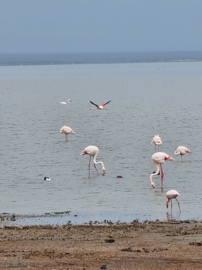 Tansania - Tag 4: Ngorongoro Krater