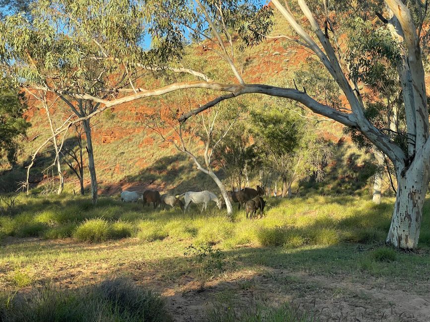 Wilde Pferde im Finke Gorge Nationalpark 