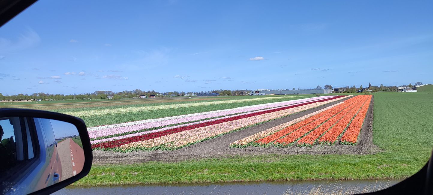 Tulip field. Wonderful.