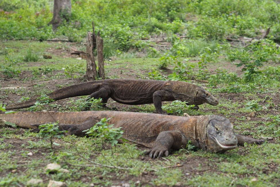 🇮🇩 We visit the Komodo dragons on Rinca Island, Flores