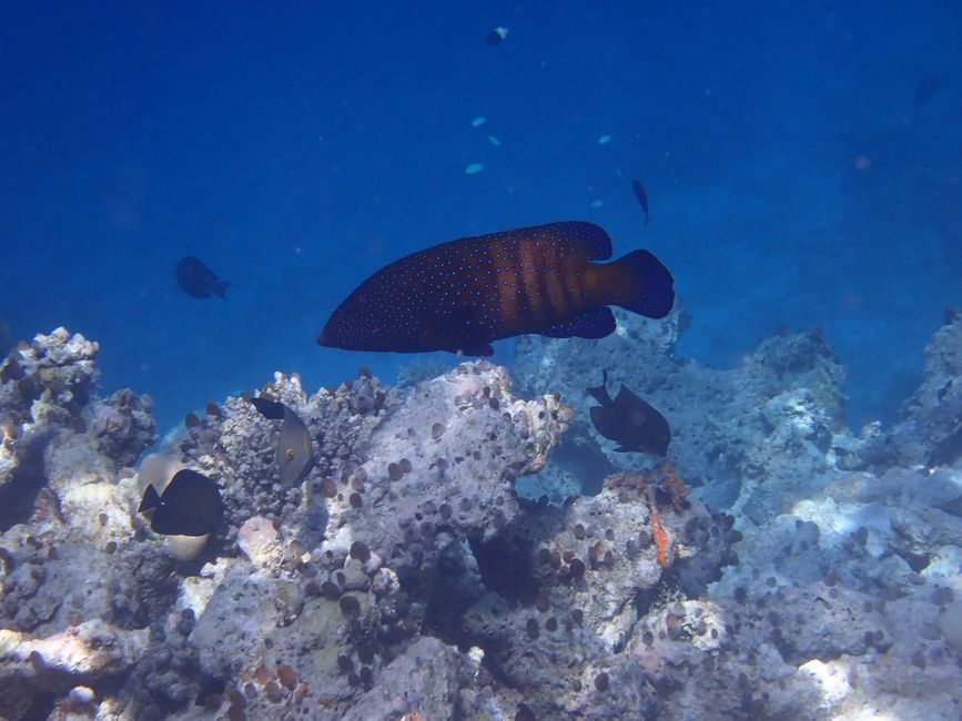 Peacock grouper