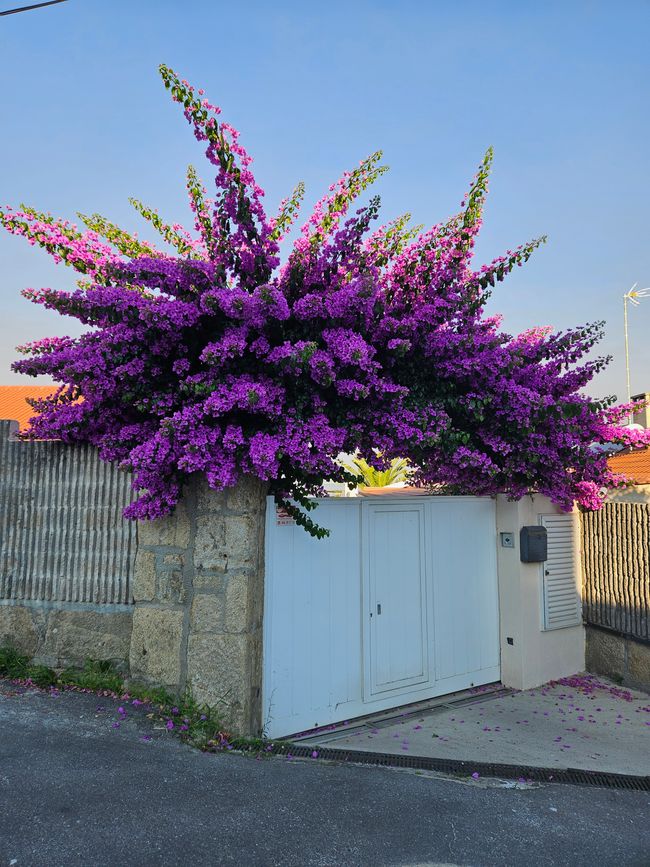 Floral splendor in Saiáns