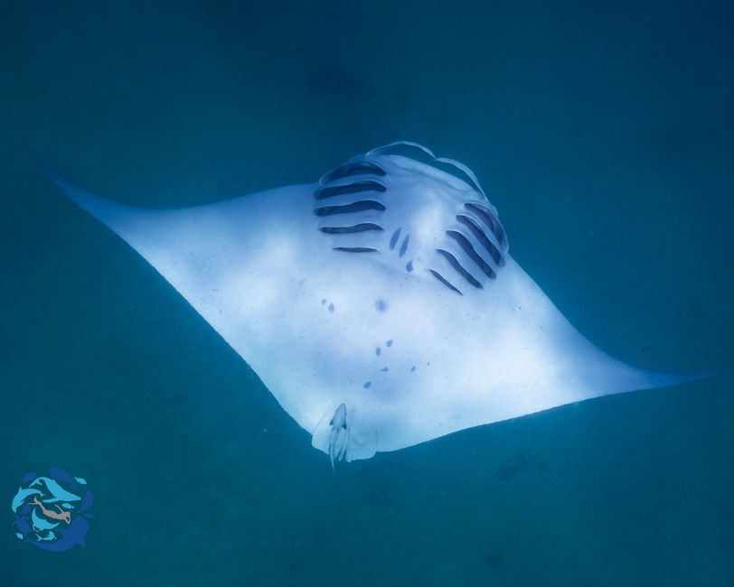 Snorkeling