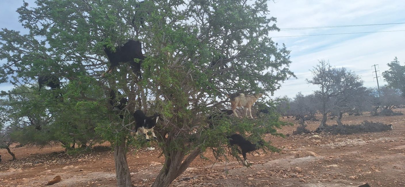 Cabras en el árbol / cabras en el árbol