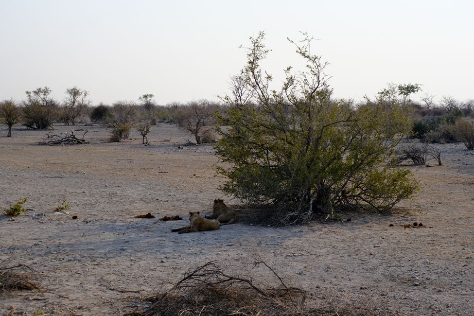 Etosha National Park 🐘🦒