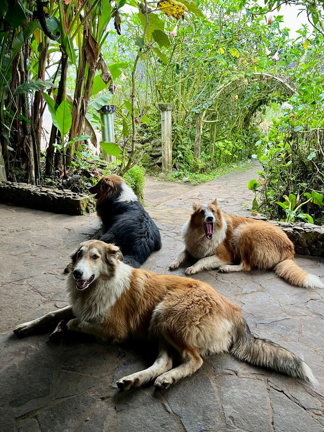 die frechen Hütehunde