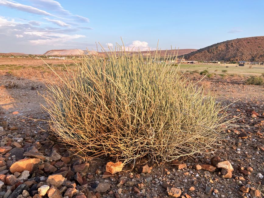 Damaraland