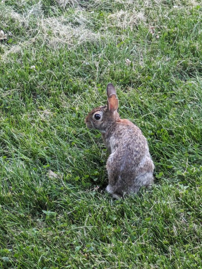 Lots of little rabbits in the park