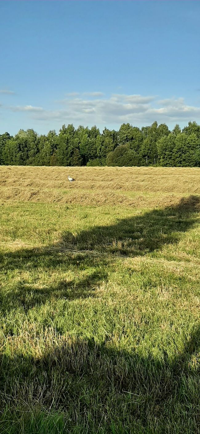 Stork on the hayfield