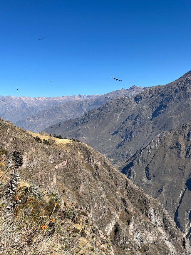Condors au-dessus du canyon