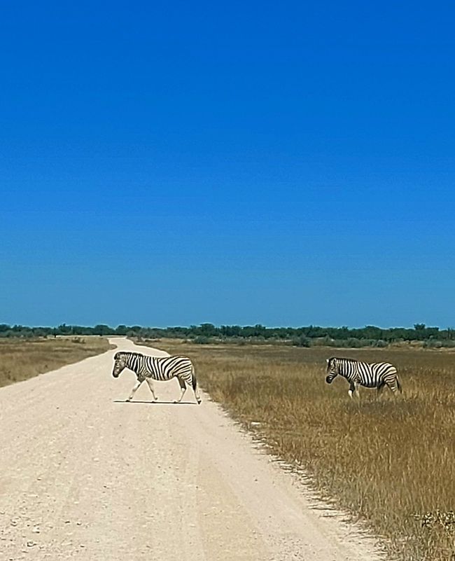 Im Etosha Nationalpark