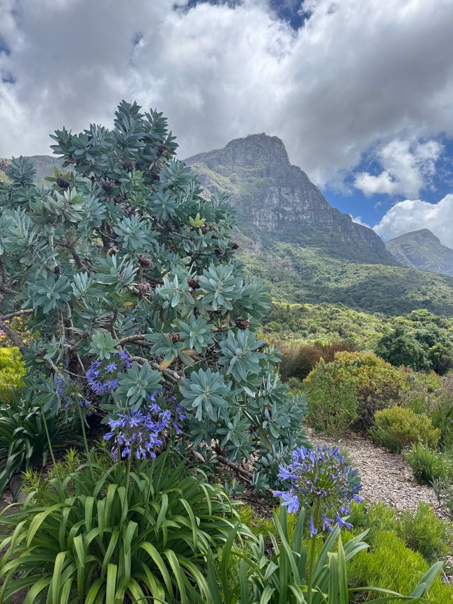 Jahreswechsel in Capetown