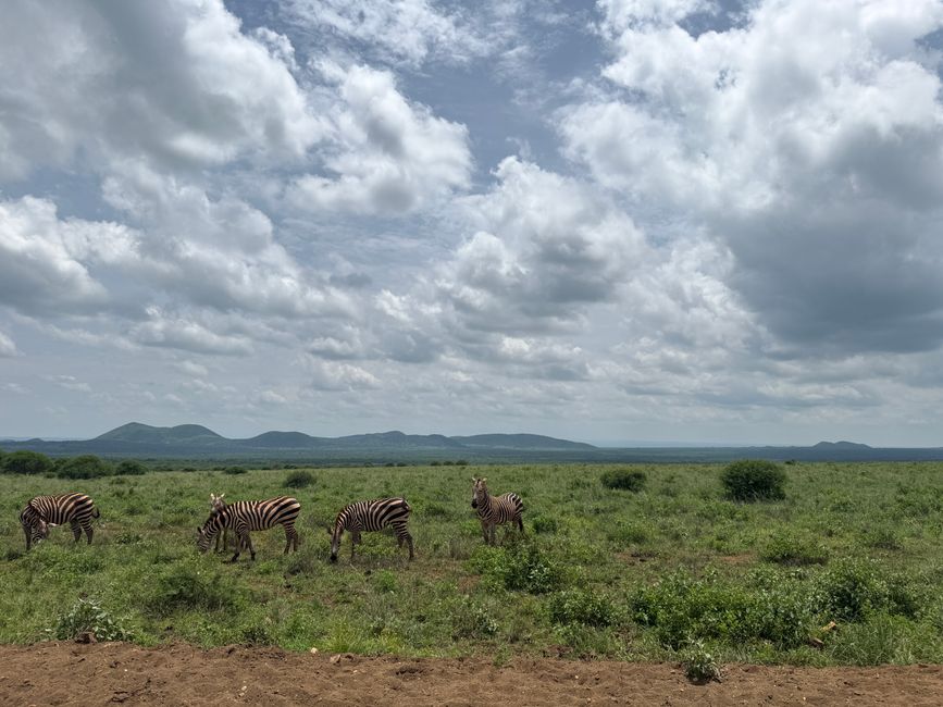 Amboseli und Tsavo West
