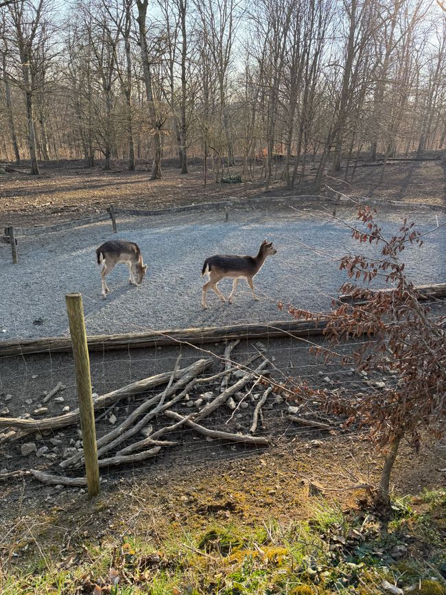 📍Wildpark, Bad Mergentheim/ 📍Wildlife Park, Bad Mergentheim