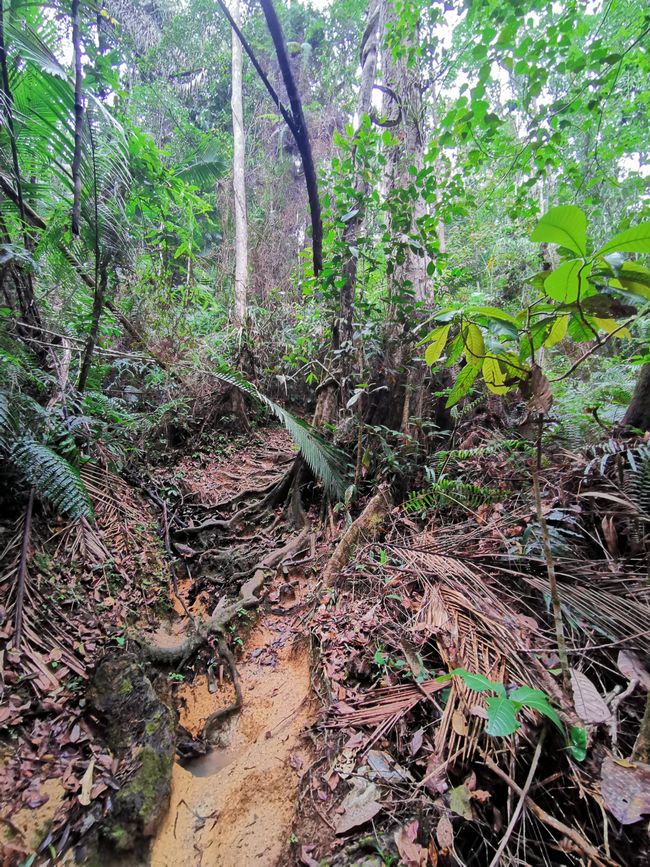 槟城山生物圈保护区的意外徒步旅行