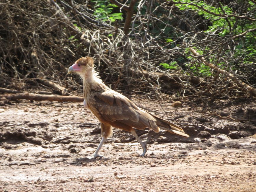 Rapace