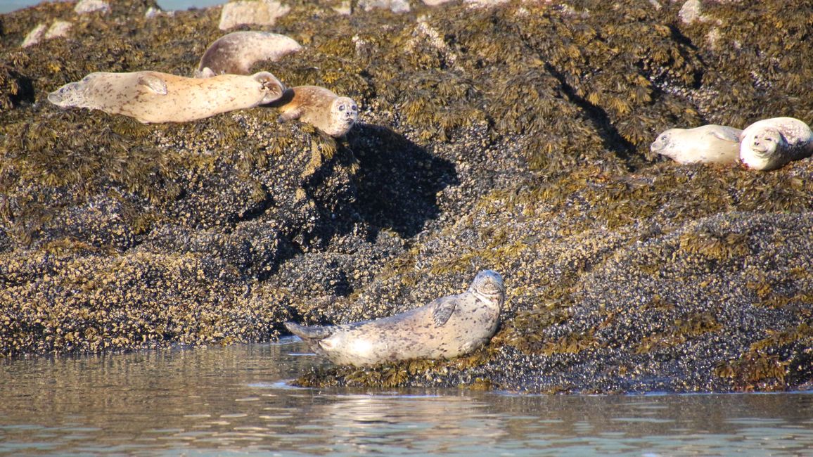 Day 24: Trip to Juneau: Glacier Outburst & 20,000 Tourists