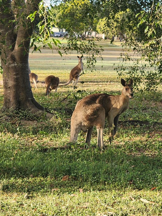 Étiquette 26, 20 mai, Cairns