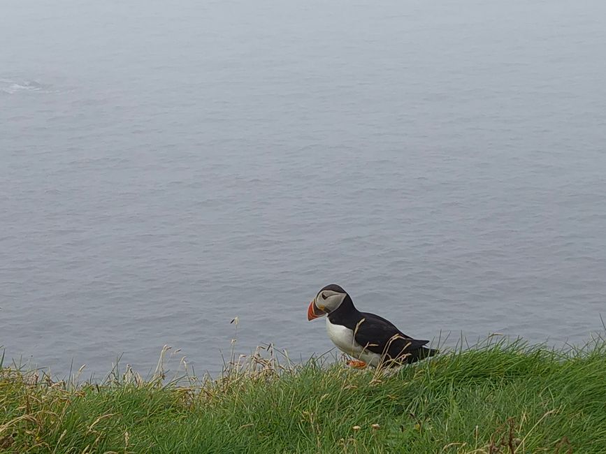 Vestmannaeyjar😎