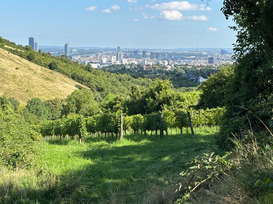 Viena