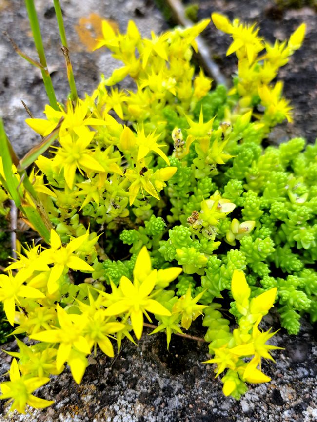 Scharfer Mauerpfeffer