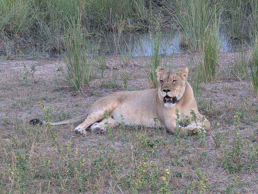 Safari dans le Buffalo Park
