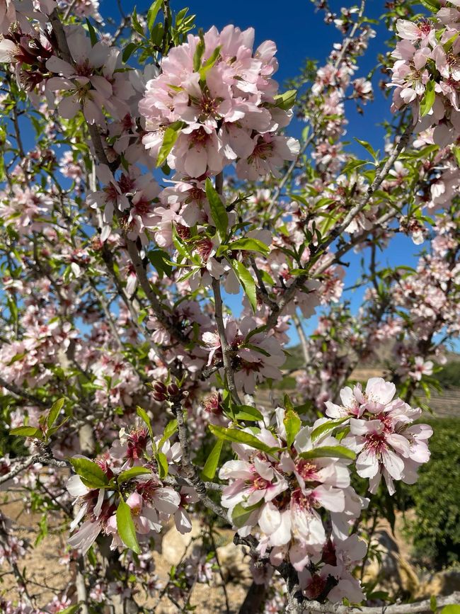 The almond blossom is now in full swing.