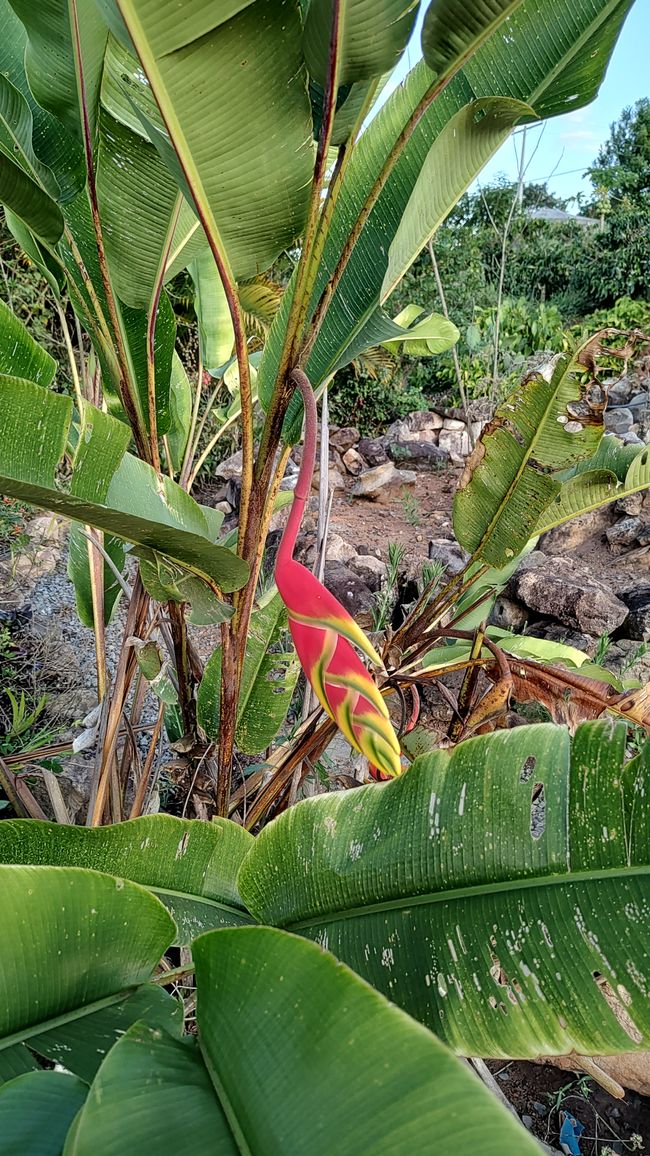 Brasilien, Nationalpark Diamantes Teil II