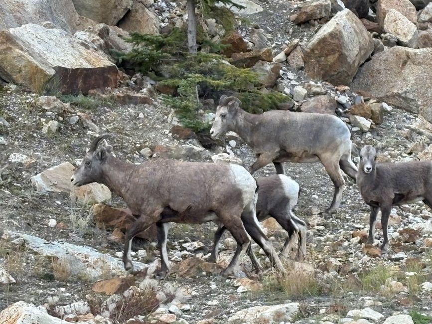 标签11 - 🏞️ 出发去贾斯珀 – 从购物中心的早餐到 wapiti 合租公寓